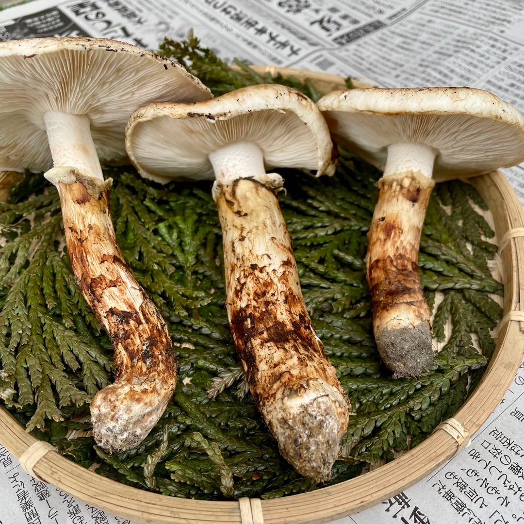 天然きのこ 松茸 国産 良品‼️ マツタケ まつたけ 森の凛さん採取 その200