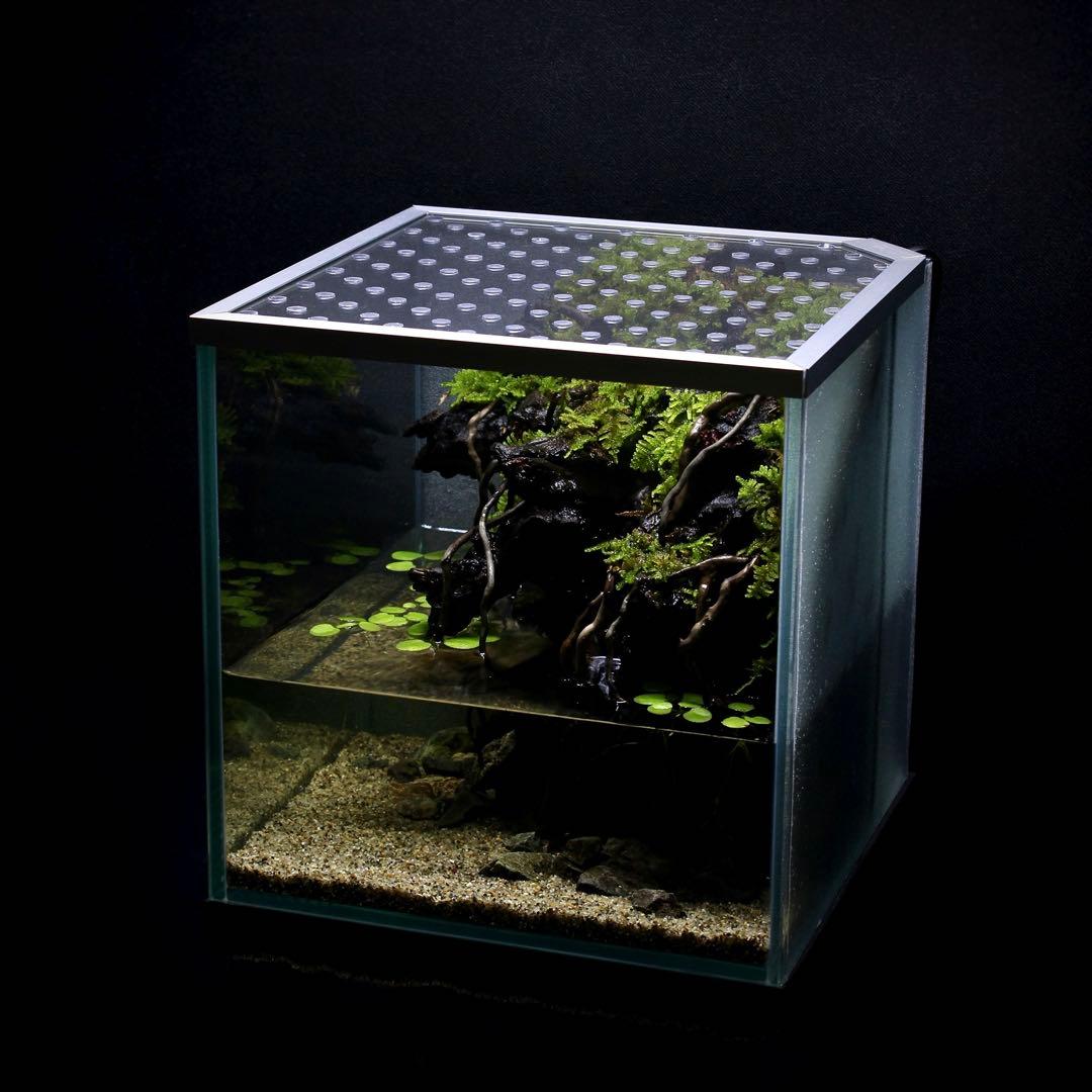 初めてのアクアテラリウム　No.3　パルダリウム　イモリウム　20cm水槽