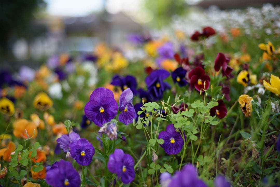 Nikon AF NIKKOR 50mm f/1.8 レンズ