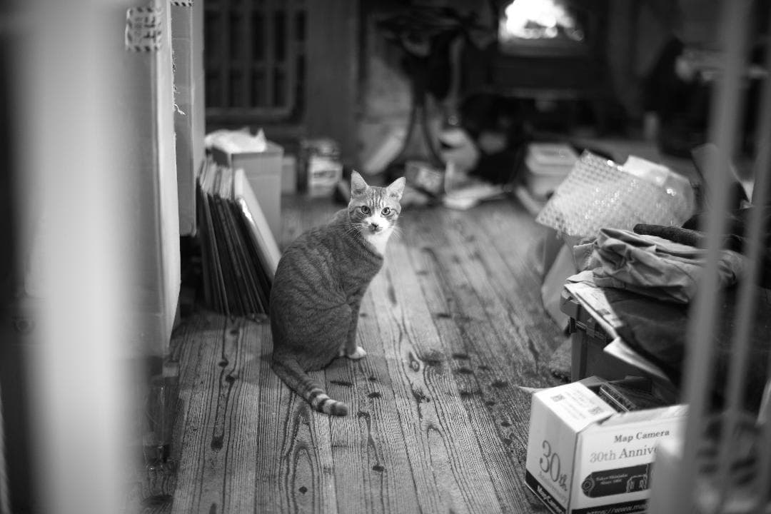 中一光学　M0.95/50mm SPEEDMASTER及びプロテクトフィルター