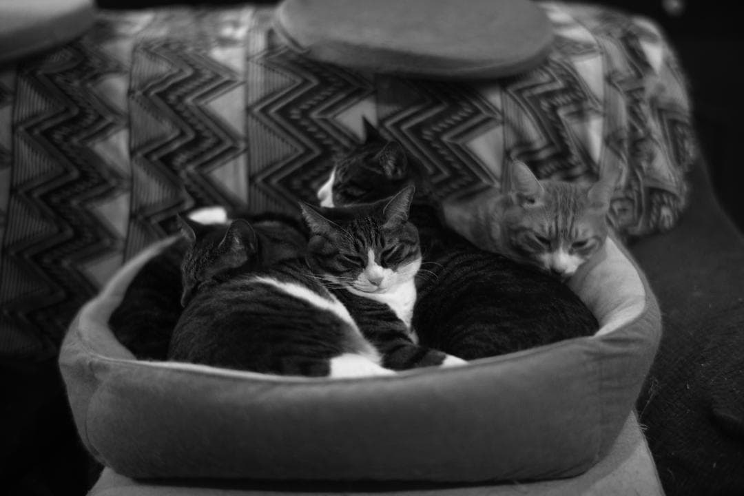 中一光学　M0.95/50mm SPEEDMASTER及びプロテクトフィルター