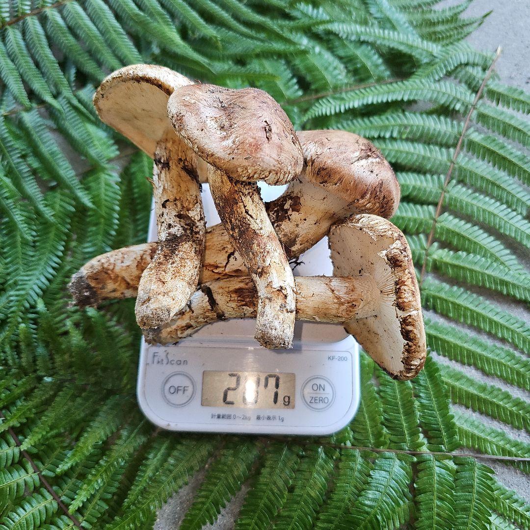 広島県産 松茸207g+　さくらこ