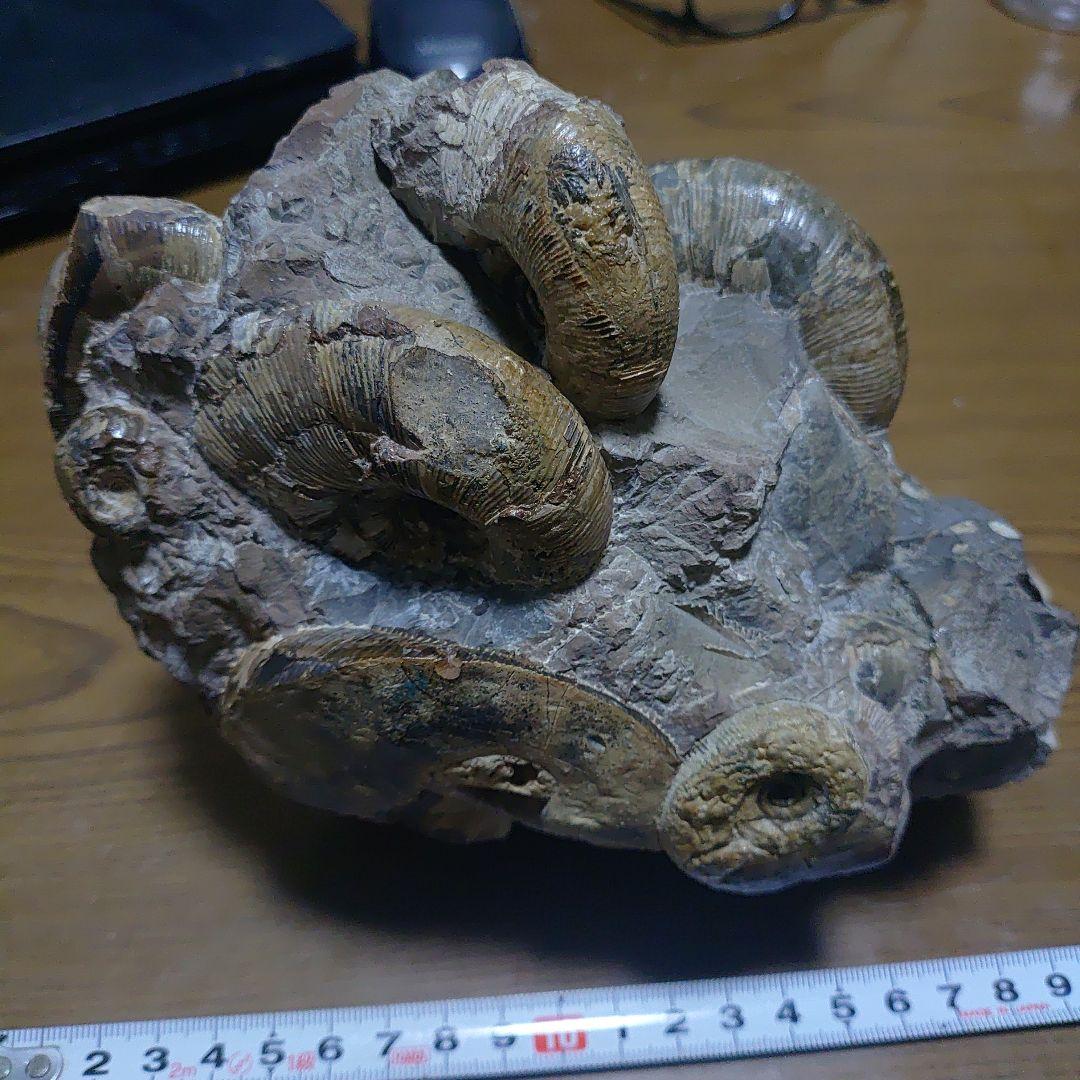 北海道アンモナイト正、異常巻き