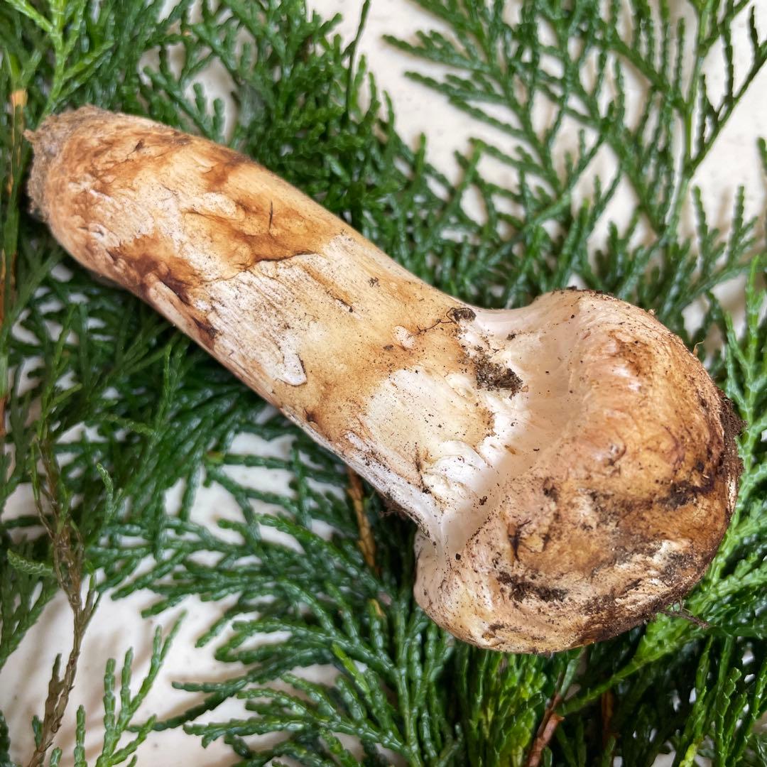 広島県産　松茸　今朝採れ