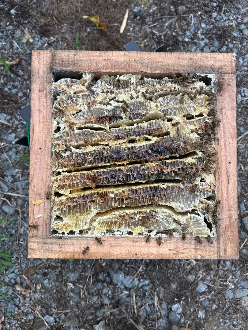 日本蜜蜂・純粋天然蜂蜜 1200g(600g2本)