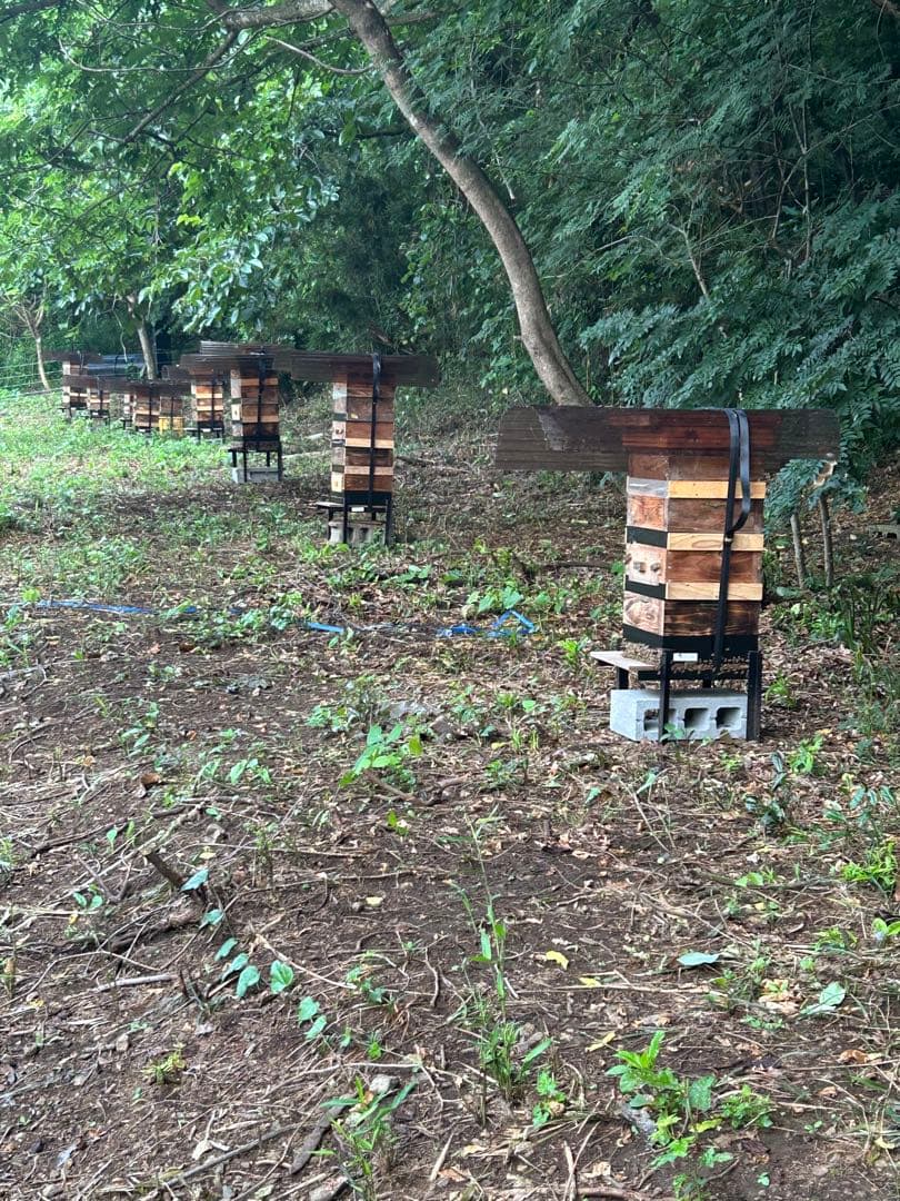 日本蜜蜂・純粋天然蜂蜜 1200g(600g2本)