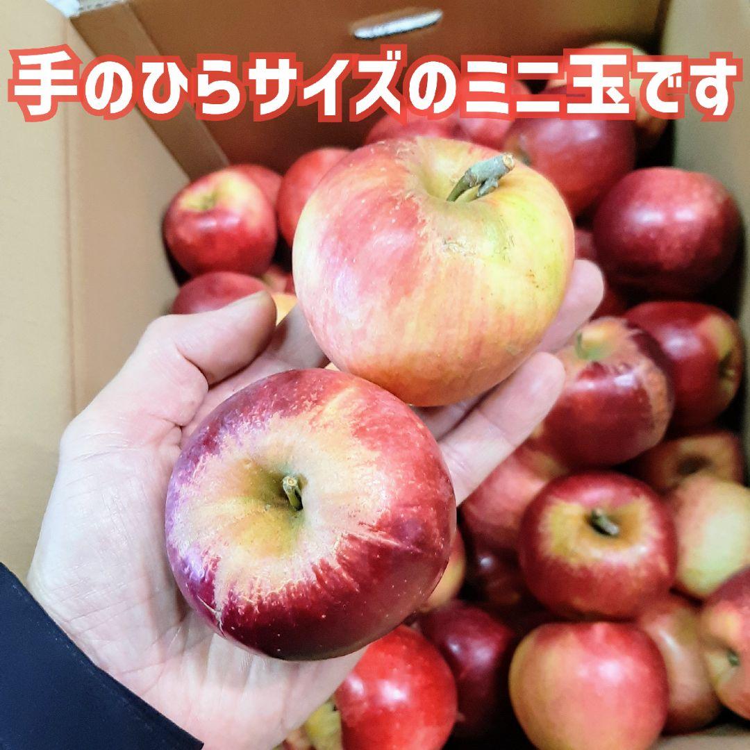 お買い得！訳ありりんご『紅玉』ミニ玉 箱込約10キロ×2箱 山形直送葉とらず栽培