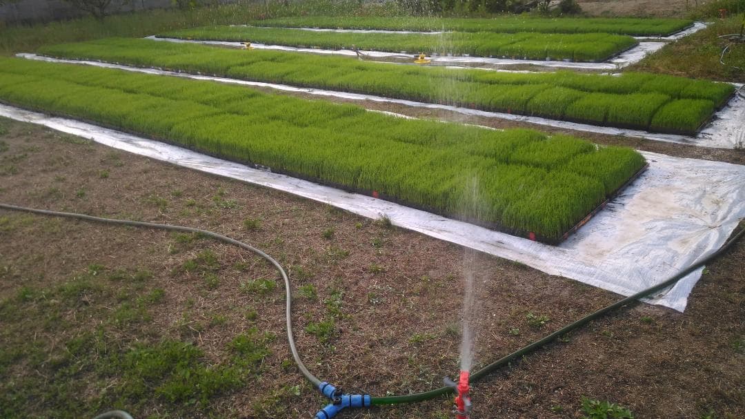 令和７年度兵庫県産 たちはるか 玄米30kg※精米可 本州・四国・九州は送料無料