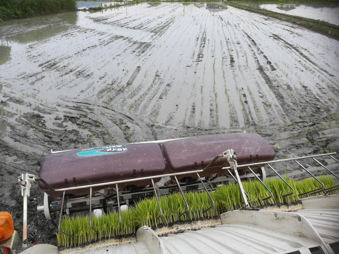 令和７年度兵庫県産 たちはるか 玄米30kg※精米可 本州・四国・九州は送料無料