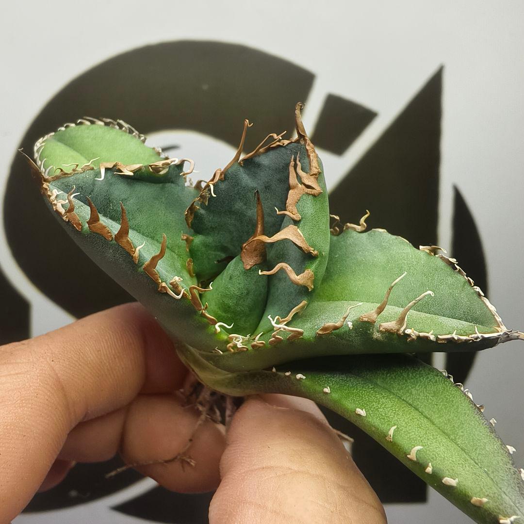 731【上澳園芸】 アガベ チタノタ 悪魔くん メデューサ 良質子株