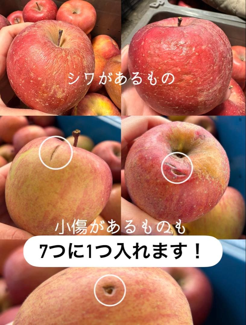 長野県産 加工用りんご 摘果りんご サンふじ 20kg 大量 スムージーに 1