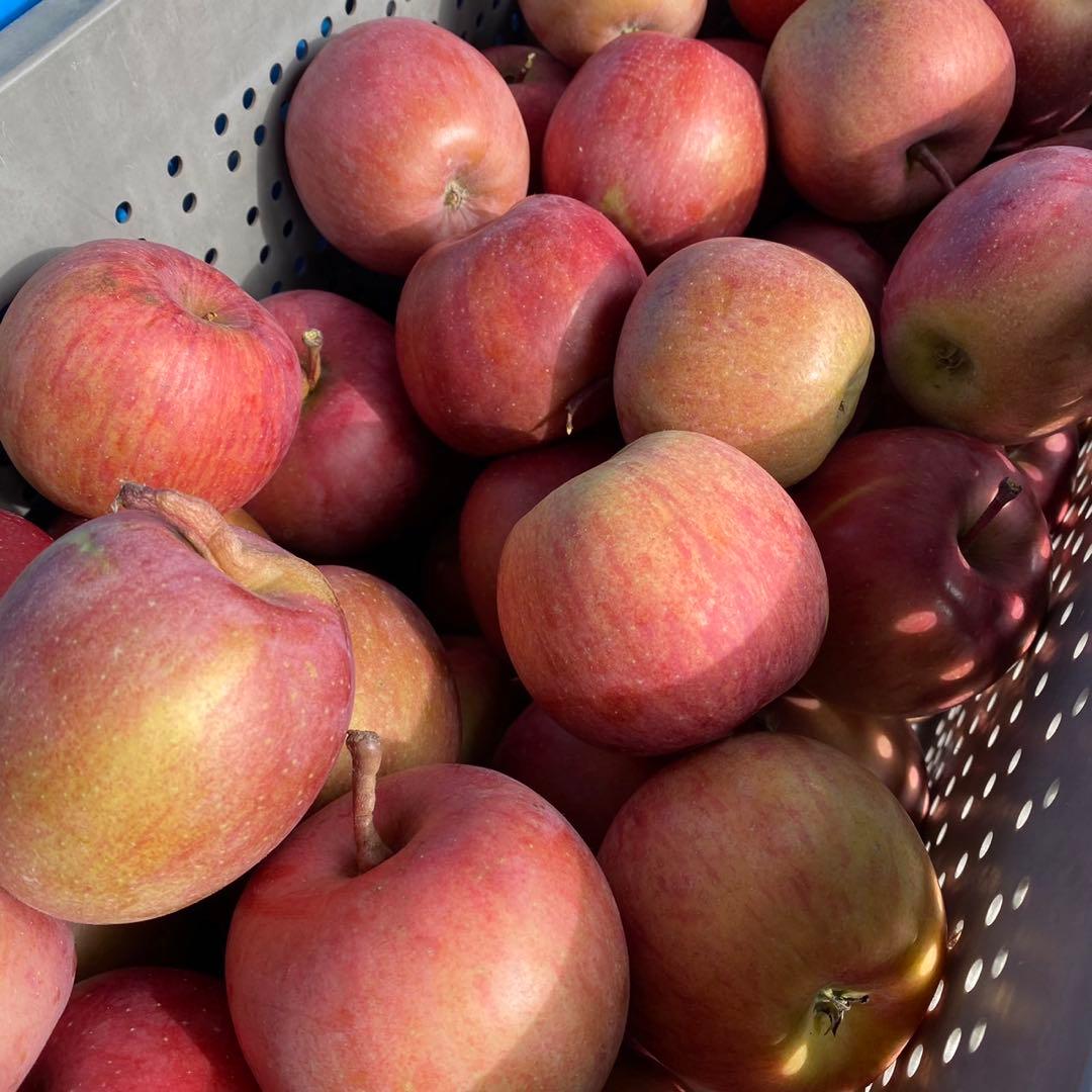 長野県産 加工用りんご 摘果りんご サンふじ 20kg 大量 スムージーに 1