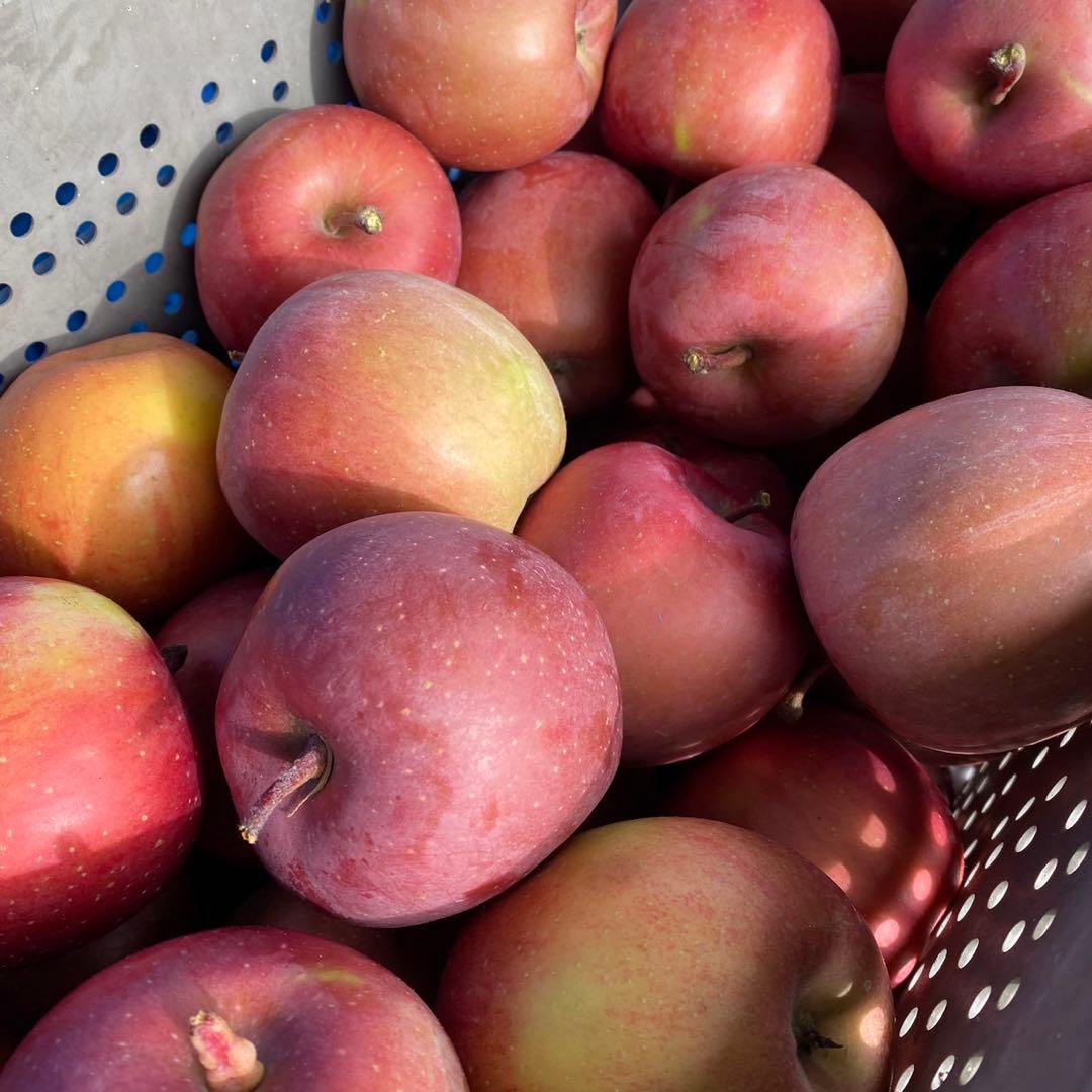 長野県産 加工用りんご 摘果りんご サンふじ 20kg 大量 スムージーに 1
