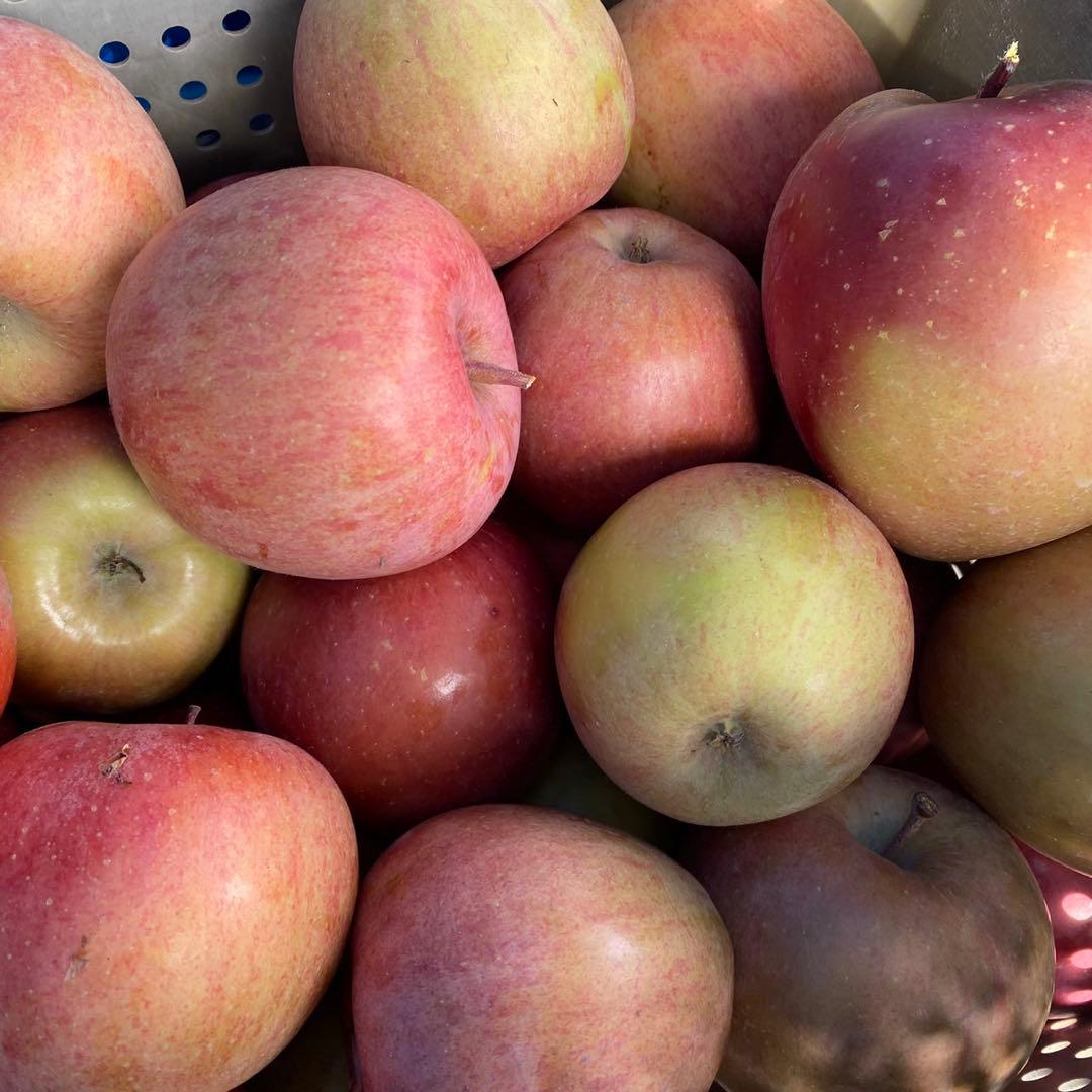 長野県産 加工用りんご 摘果りんご サンふじ 20kg 大量 スムージーに 1