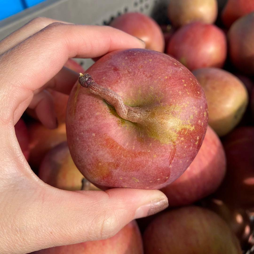 長野県産 加工用りんご 摘果りんご サンふじ 20kg 大量 スムージーに 1