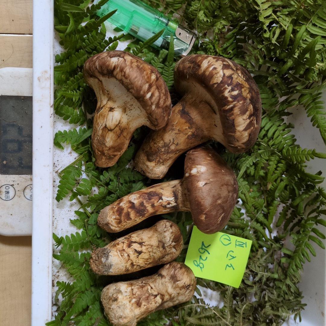 20日最終 和歌山松茸 新鮮朝市　込み込み　262㌘