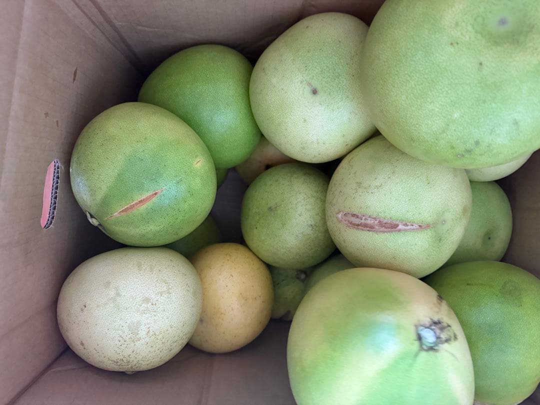 チャンドラポメロン　20キロ