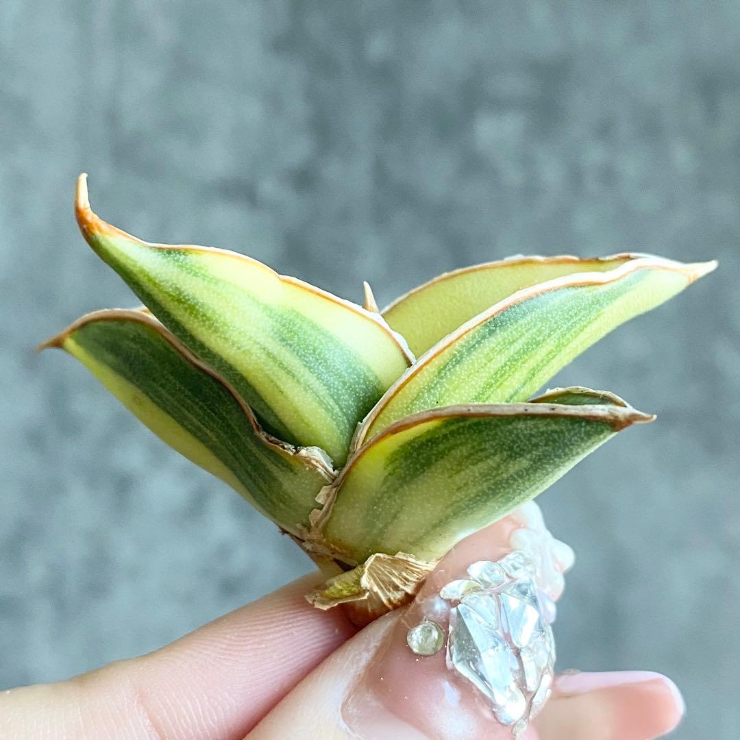 た*ん様 S11619★オークション販売★ サンスベリア ロリダ 極上斑入り株！