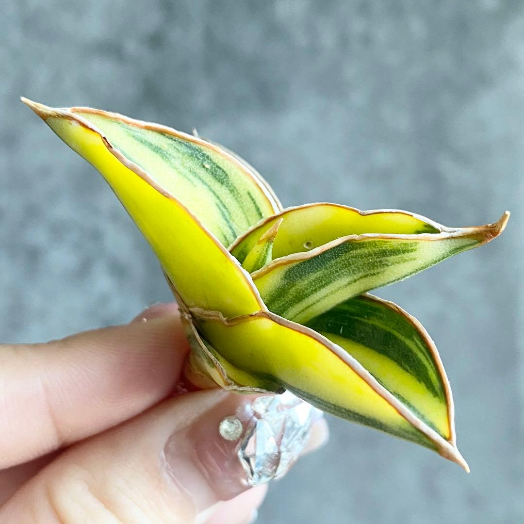 た*ん様 S11619★オークション販売★ サンスベリア ロリダ 極上斑入り株！