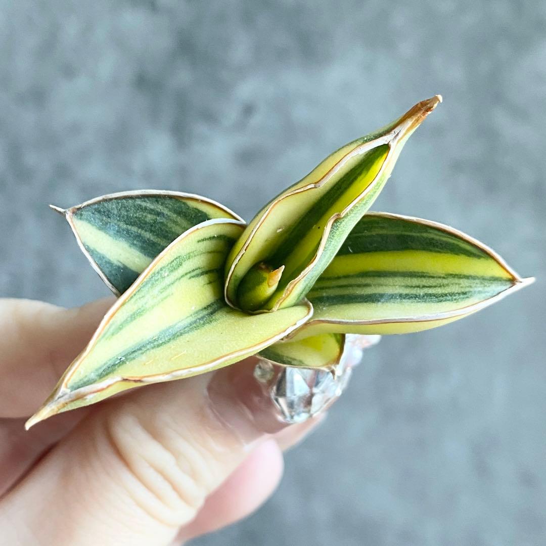 た*ん様 S11619★オークション販売★ サンスベリア ロリダ 極上斑入り株！