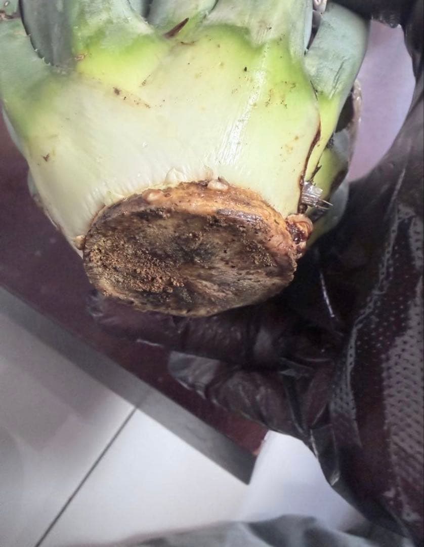 耐寒性アガベ エボリスピナ陽炎◇ユタエンシス多肉サボテン　チタノタ　ホリダ南国