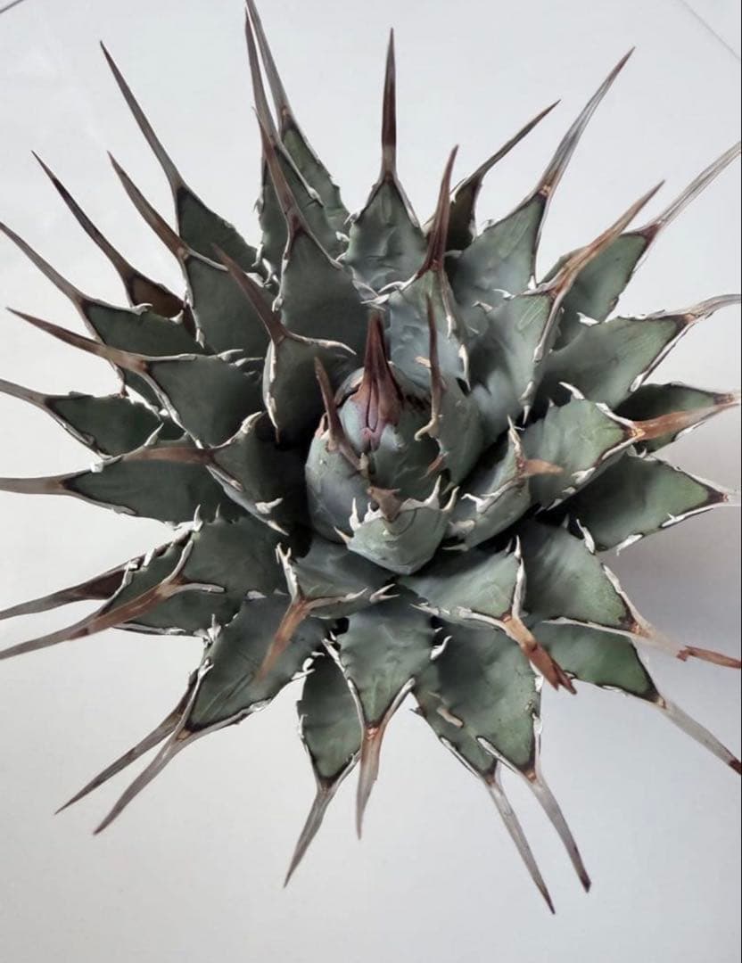 耐寒性アガベ エボリスピナ陽炎◇ユタエンシス多肉サボテン　チタノタ　ホリダ南国