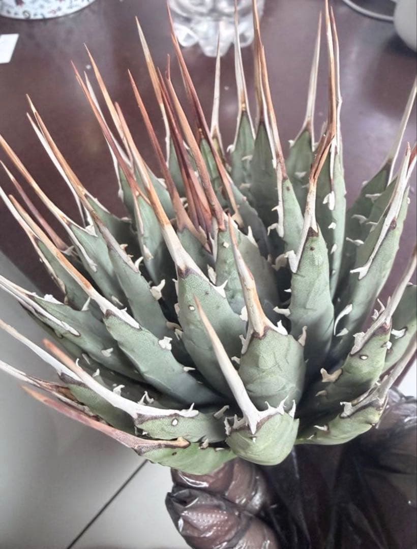 耐寒性アガベ エボリスピナ陽炎◇ユタエンシス多肉サボテン　チタノタ　ホリダ南国