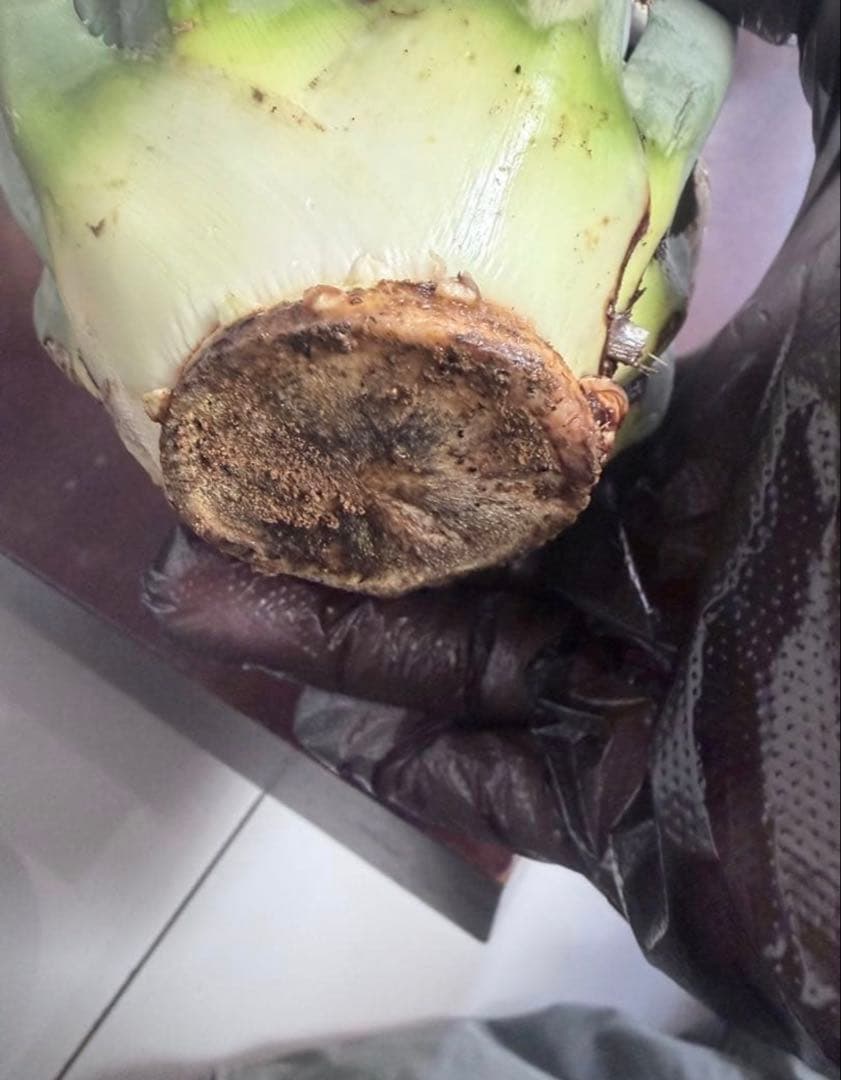 耐寒性アガベ エボリスピナ陽炎◇ユタエンシス多肉サボテン　チタノタ　ホリダ南国