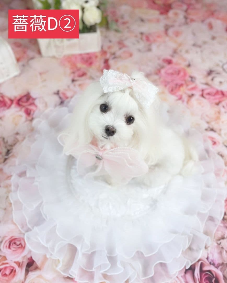 背景布×5+1　ペット撮影用フォトブース　トリミングチョーカー販売中　薔薇　梅雨