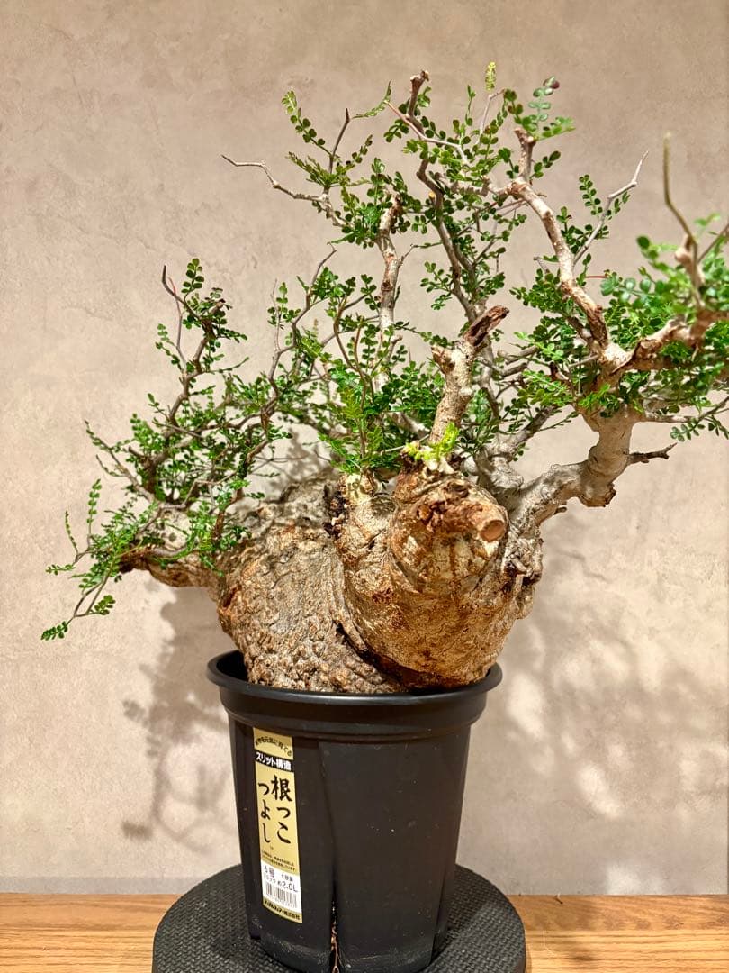 【希少樹形】パキプス／左右均等丸型・発根済み　みやび鉢