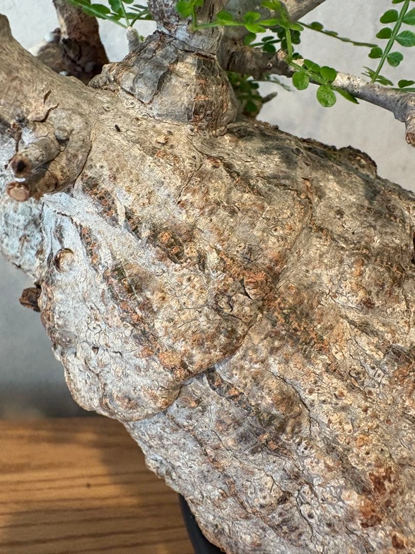 【希少樹形】パキプス／左右均等丸型・発根済み　みやび鉢