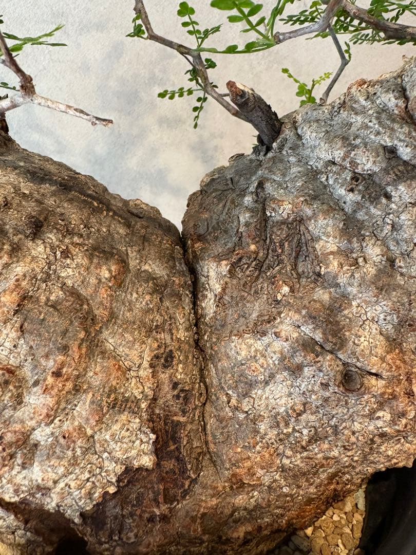 【希少樹形】パキプス／左右均等丸型・発根済み　みやび鉢