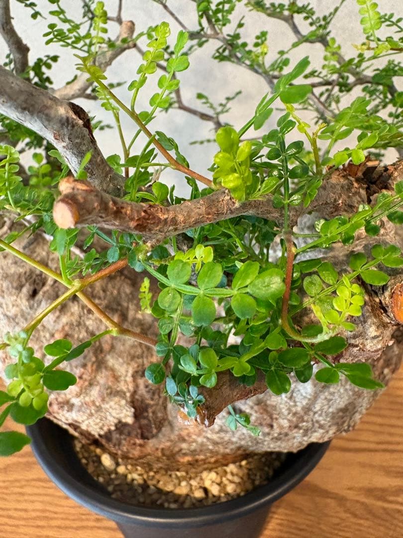 【希少樹形】パキプス／左右均等丸型・発根済み　みやび鉢