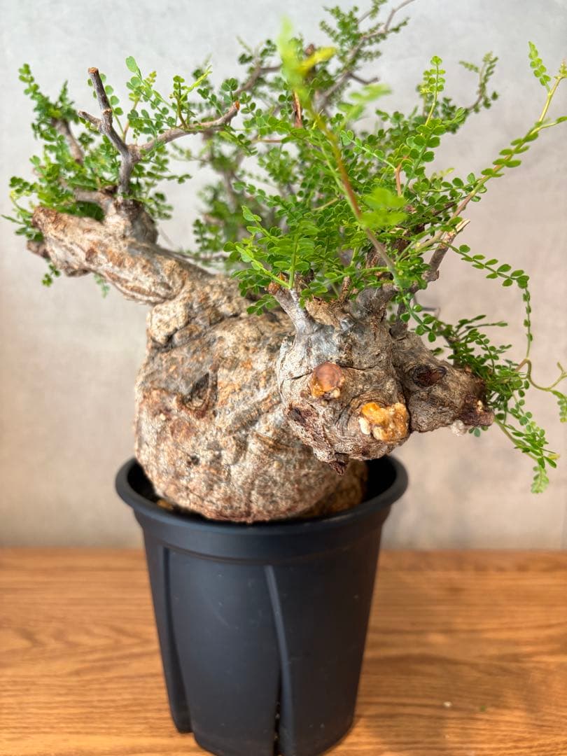 【希少樹形】パキプス／左右均等丸型・発根済み　みやび鉢