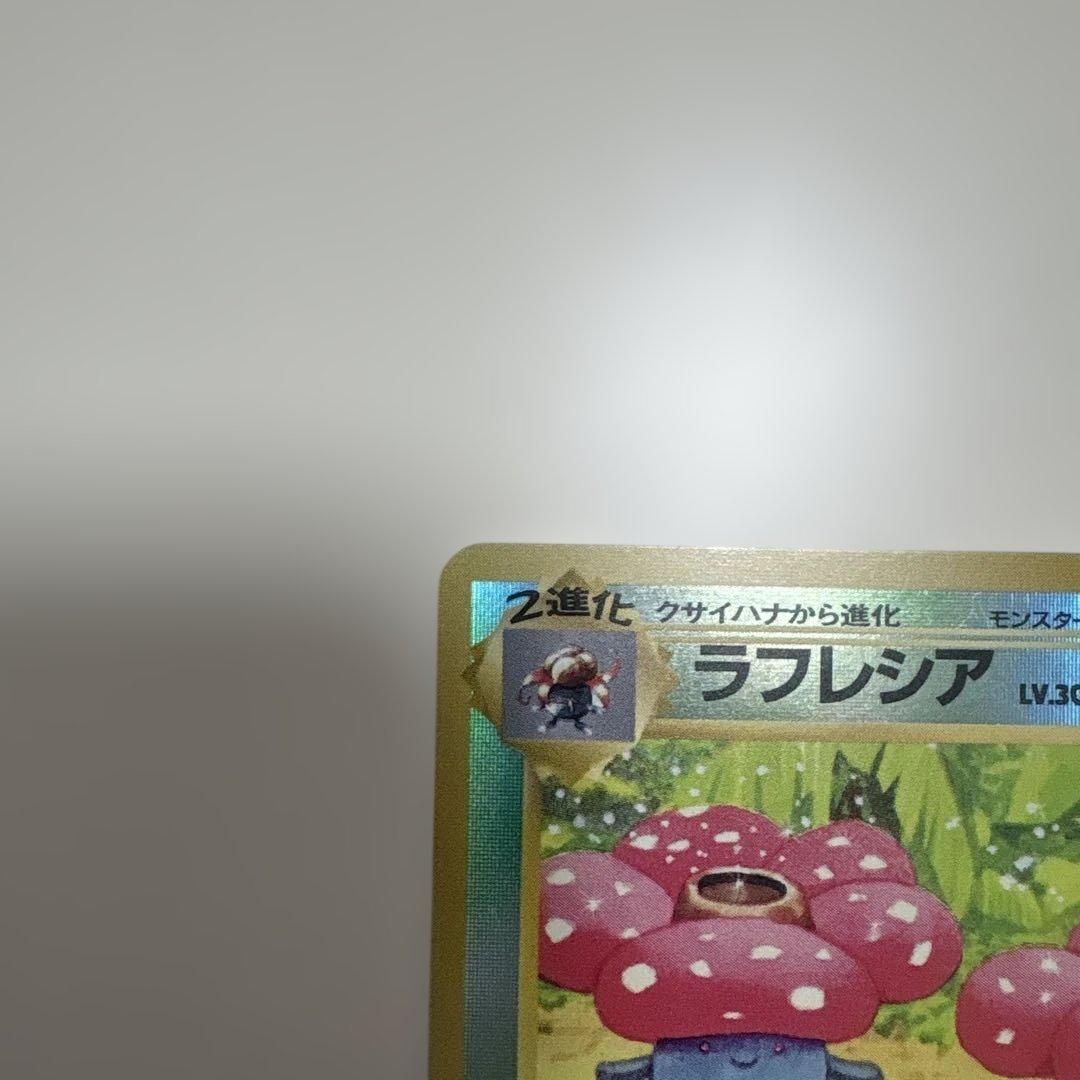 サザンアイランド　ジャングル　旧裏ポケモンカード　ポストカード付