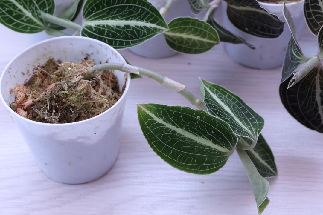 【まとめ売り 11株】アネクトキルス ロクスバーギー３種