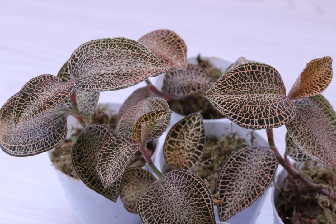 【まとめ売り 11株】アネクトキルス ロクスバーギー３種