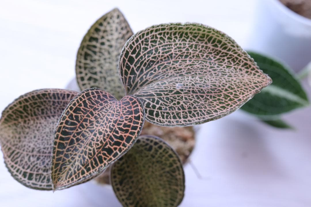 【まとめ売り 11株】アネクトキルス ロクスバーギー３種