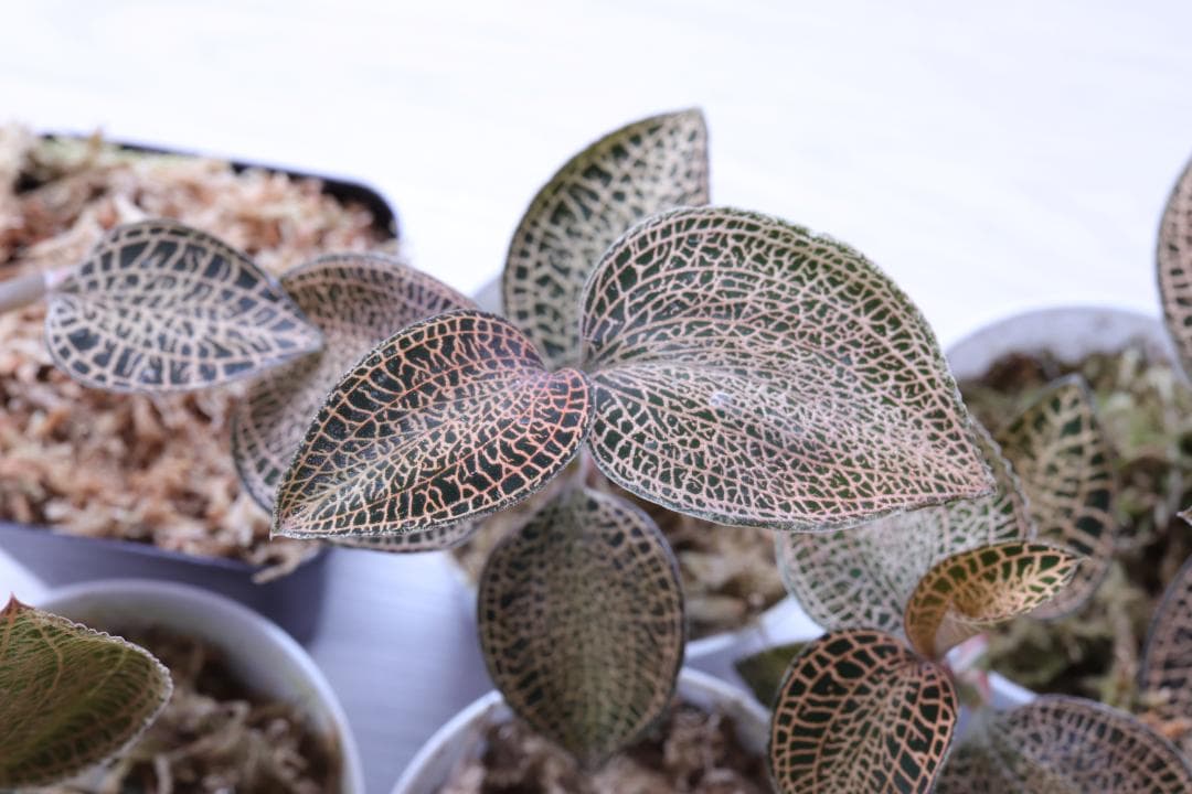 【まとめ売り 11株】アネクトキルス ロクスバーギー３種