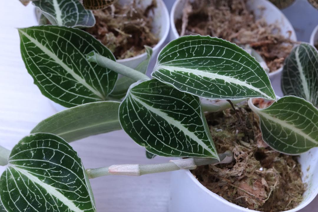 【まとめ売り 11株】アネクトキルス ロクスバーギー３種