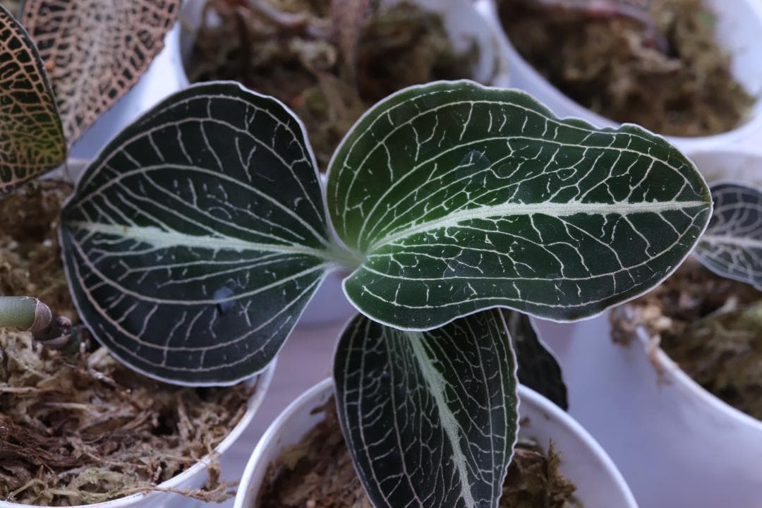 【まとめ売り 11株】アネクトキルス ロクスバーギー３種