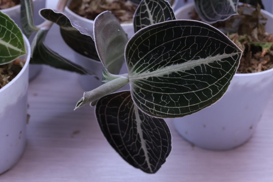 【まとめ売り 11株】アネクトキルス ロクスバーギー３種