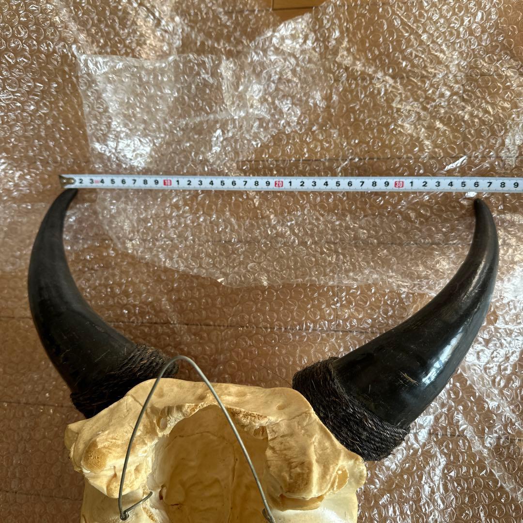 値下げしました！バッファロースカル　牛頭蓋骨　壁掛け彫像　カウボーイ　アメカジ