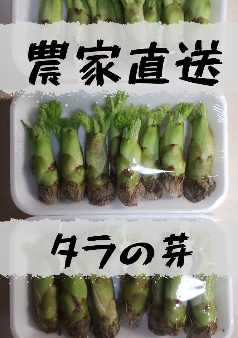 現在、成長待ち[農家直送]タラの芽00g以上