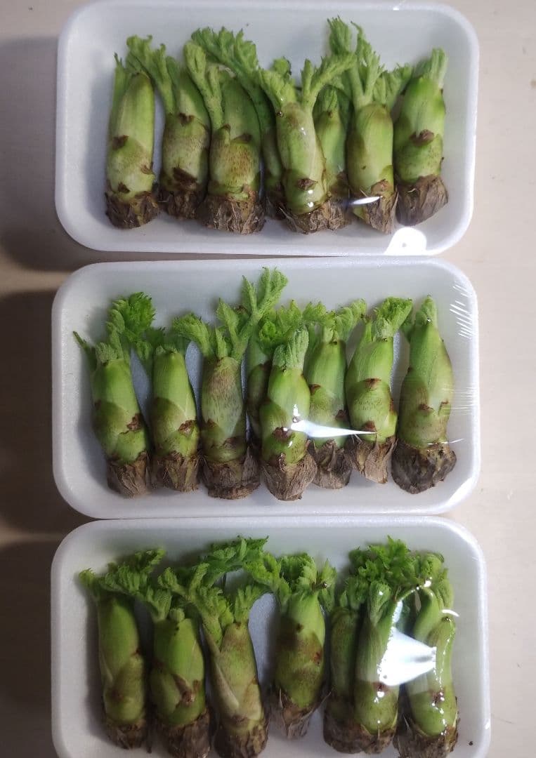 現在、成長待ち[農家直送]タラの芽00g以上