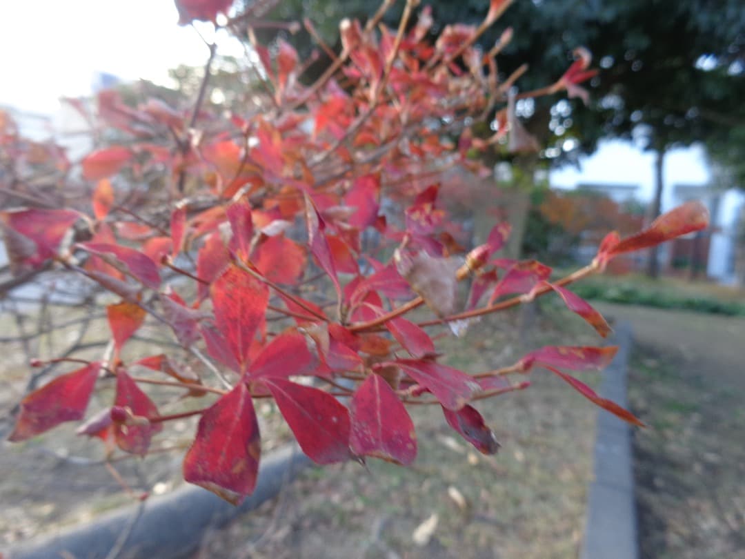 追加有り⭕️【動作確認済み】 SONY Cyber−Shot DSC-W730