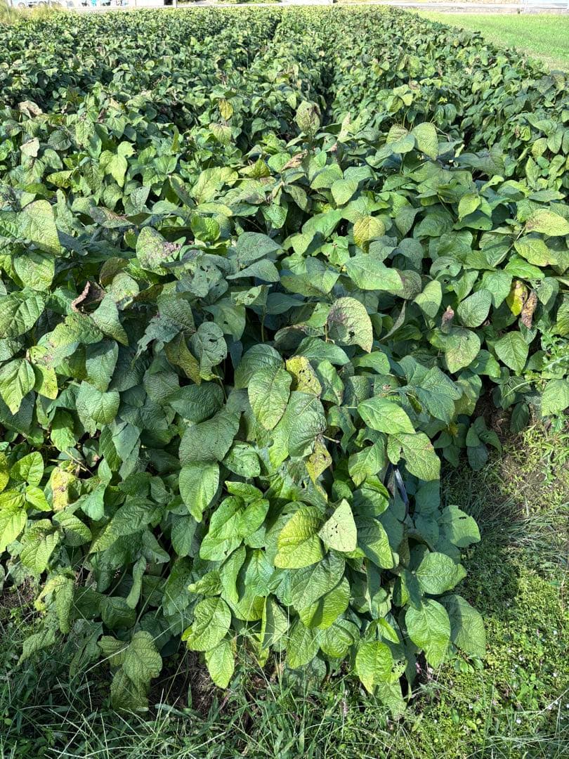 あ☆ゆ 5kg 丹波市産丹波黒大豆の枝豆