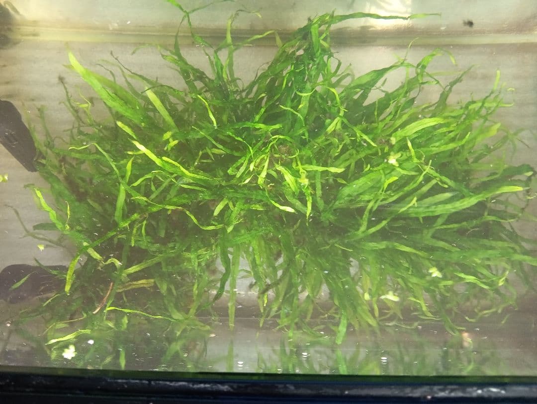 Peonさま専用　特大本ナロー流木活着　ランジャウエンティマウ流木2点セット