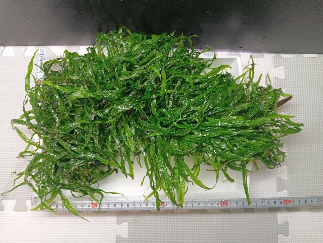 Peonさま専用　特大本ナロー流木活着　ランジャウエンティマウ流木2点セット