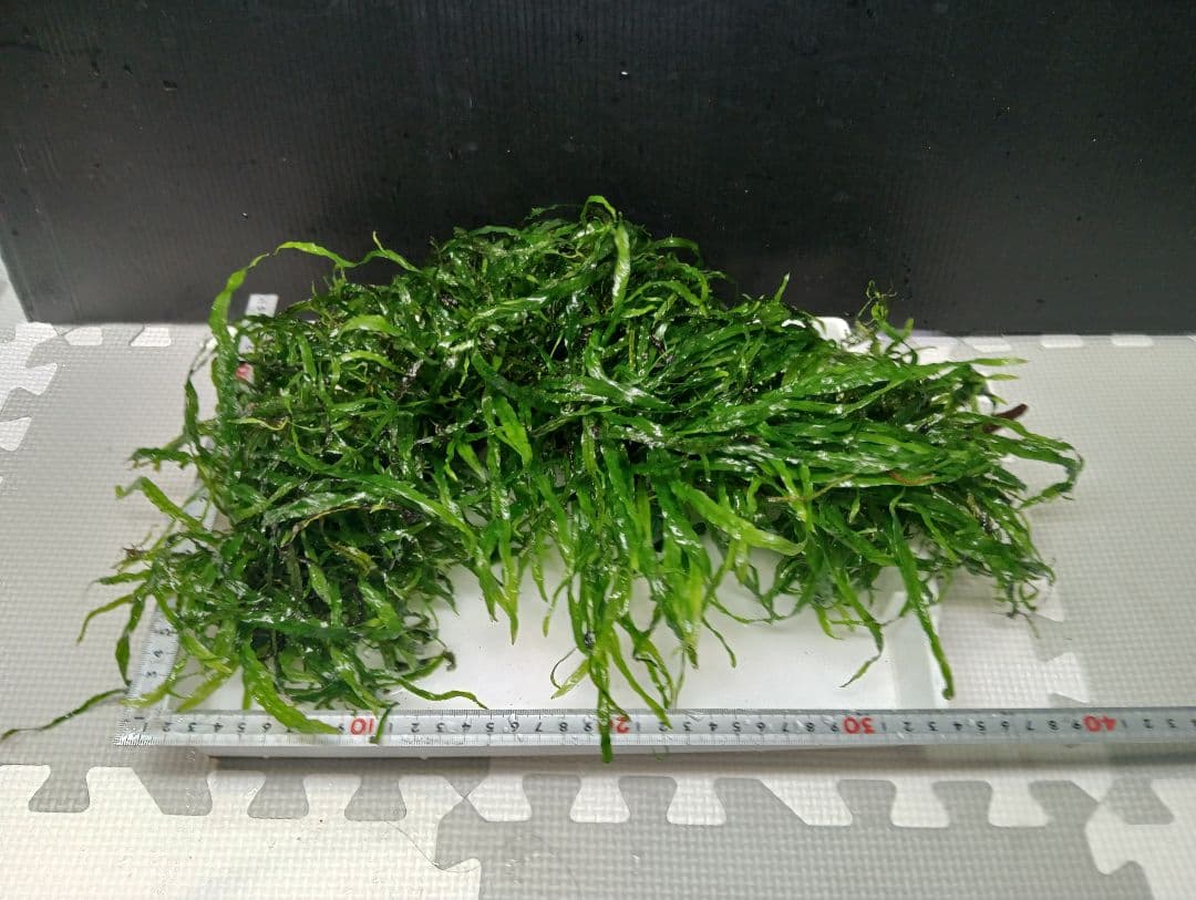 Peonさま専用　特大本ナロー流木活着　ランジャウエンティマウ流木2点セット